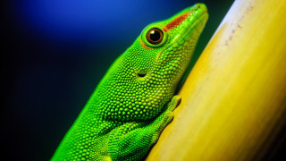 Green lizard yellow pole curious - a curious look free wallpaper