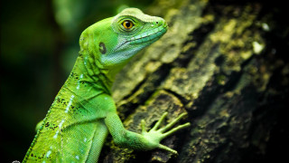 Green lizard serious look tree - its face free wallpaper
