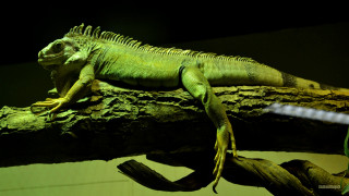 Large green lizard tree branch - david young cameron free wallpaper