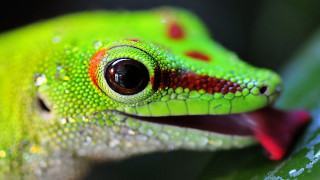 Green lizard water drops macro - drop of water free wallpaper