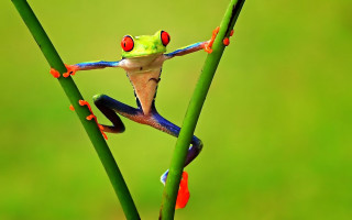 Frog red eyes green plant - a green plant stem free wallpaper