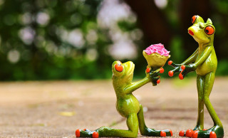 Frogs holding flower in hands - romantic free wallpaper