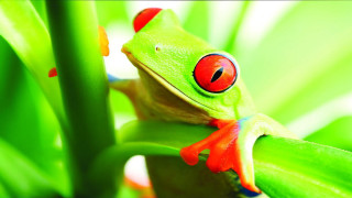 Red eyed frog green plant - a green plant free wallpaper