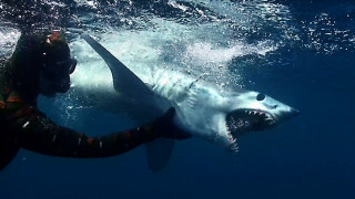 Man swimming with shark in - live free wallpaper