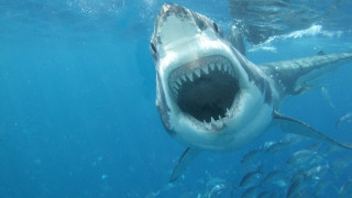 Great white shark open mouth - great free wallpaper
