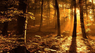 Free Forest wallpapers